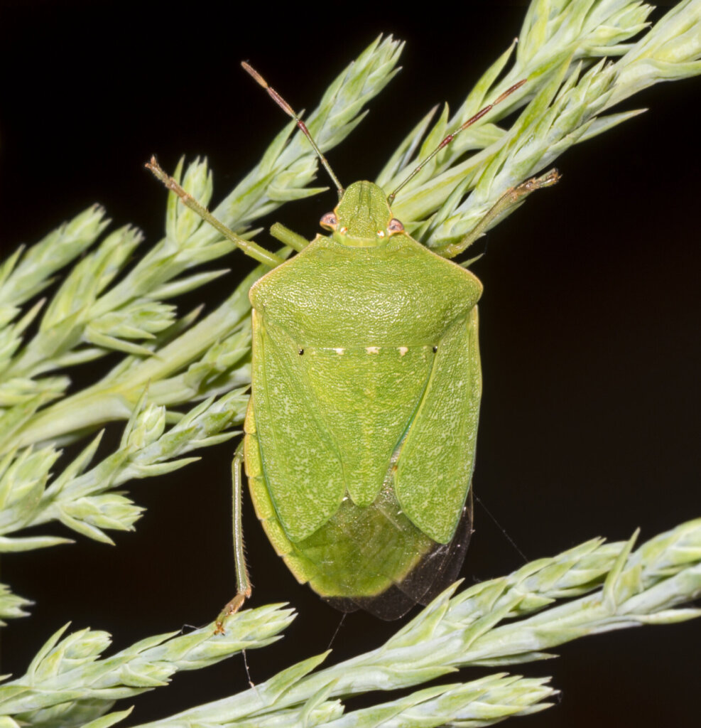 Nezara viridula MHNT verte